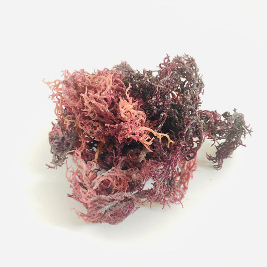 Bulk Wildcrafted Purple Sea Moss