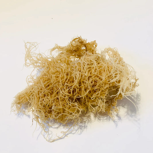 Bulk Wildcrafted St. Lucian Sea Moss